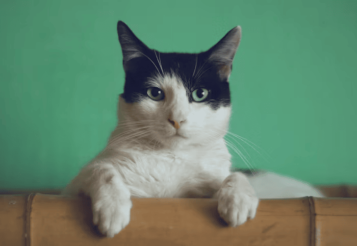 thumb_1774821986426.png